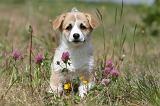 CORGI PEMBROKE 410